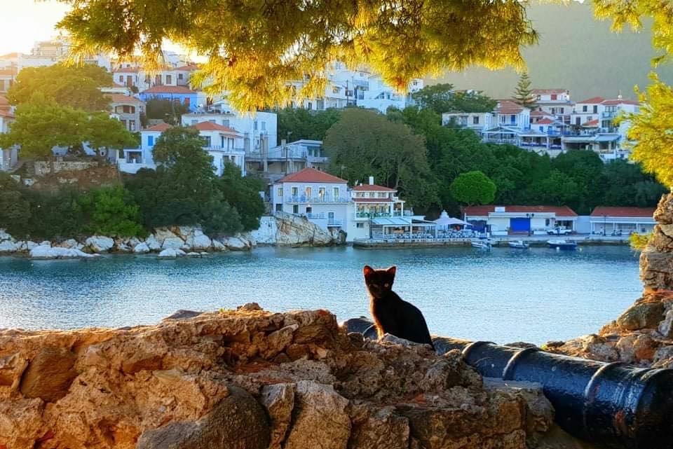 Skiathos isola gatti