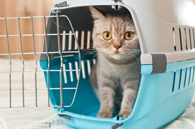 come viaggiare con cani e gatti consigli 1