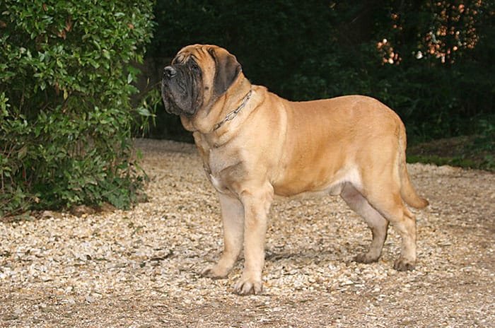 mastino inglese