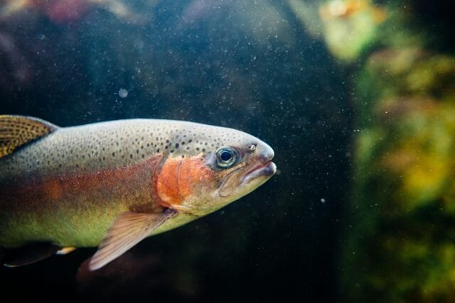 perche muoiono i pesci di acqua dolce