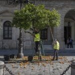 Sevile en Enerzia con naranjas que caen de los pavimentos