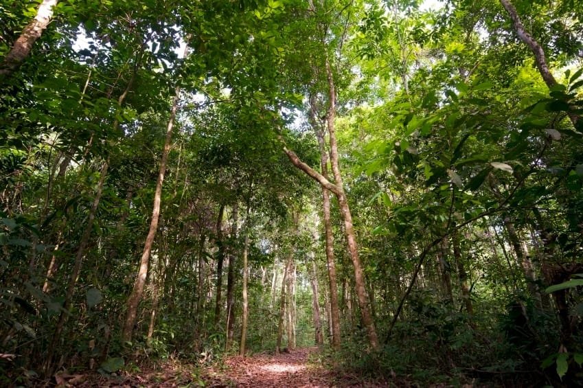 alberi ecuador guinnes primati benefici video