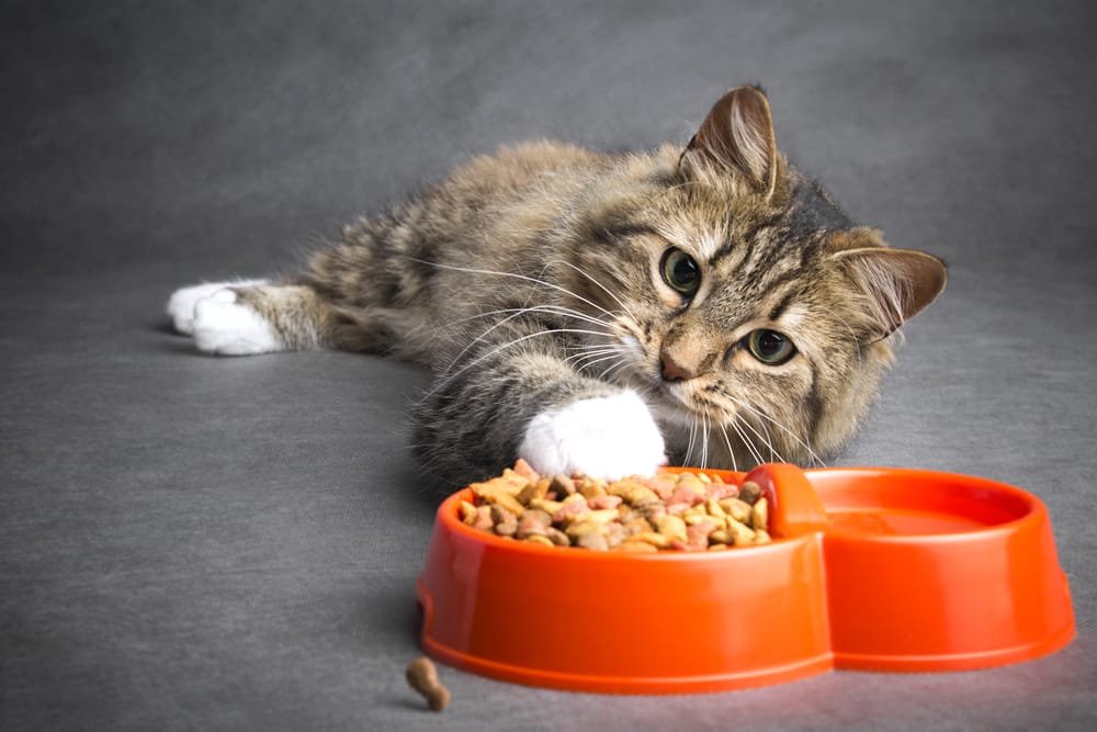 cibo per gatti fai da te sano e low cost 2