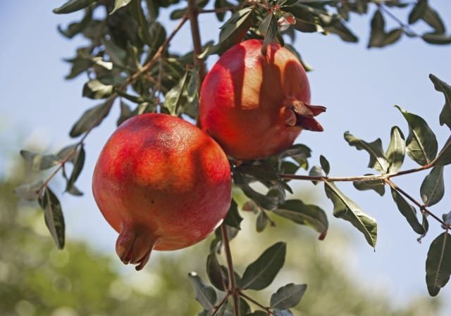 come coltivare melograno albero terreno giardino vaso 2