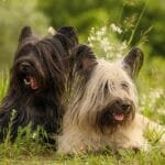 Sky Terrier: Características, cabello y tamaño