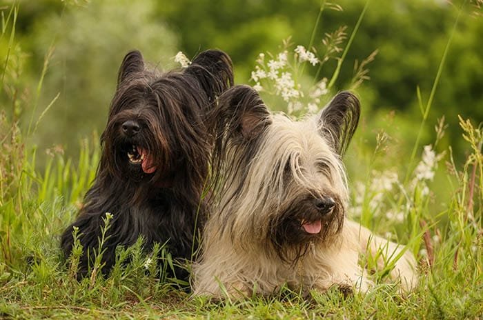 skye terrier