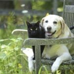 Perros y gatos alargan la vida de los ancianos