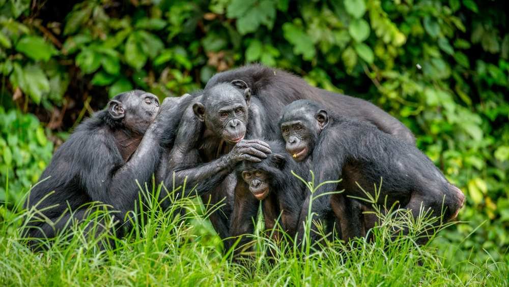 Cómo vive Bonobo - No pierdas 1 come vivono i bonobo